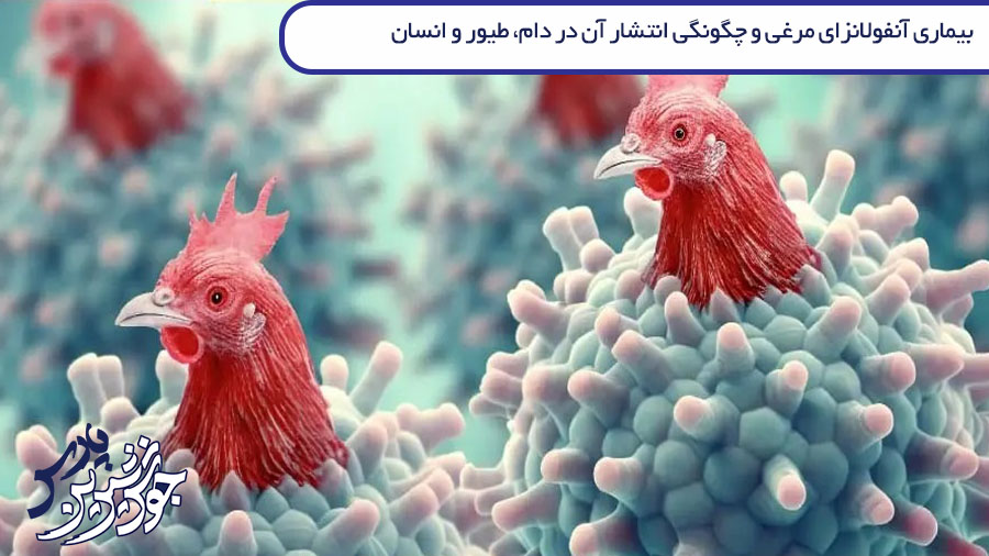 تصویر همه چیز درباره بیماری آنفولانزای مرغی و چگونگی انتشار آن در دام، طیور و انسان