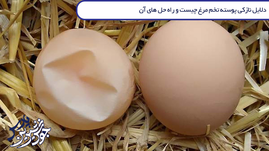 تصویر دلایل نازکی پوسته تخم مرغ چیست و چه راهکارهایی برای سفت شدن آن وجود دارد؟