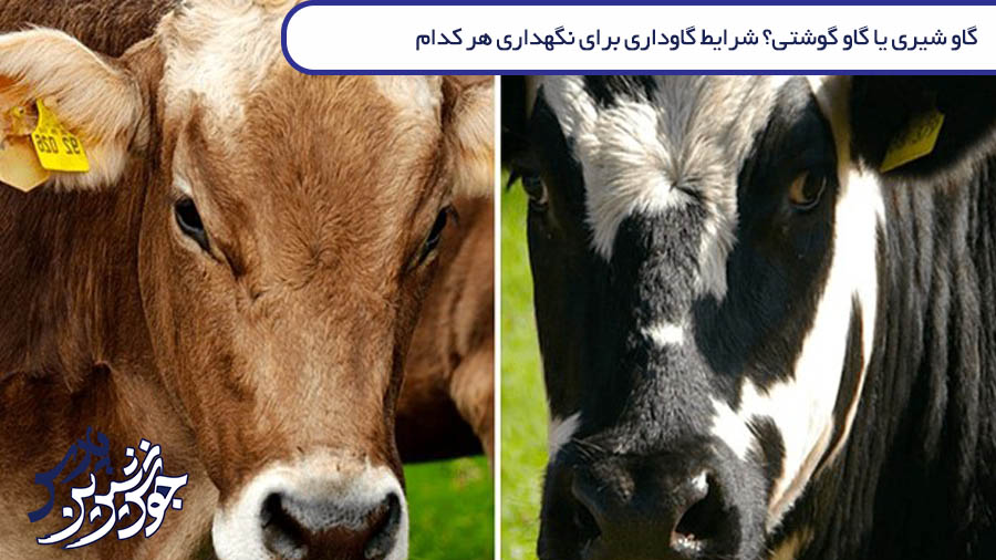 تصویر گاو شیری یا گاو گوشتی؟ شرایط گاوداری برای نگهداری هر کدام چگونه باید باشد؟