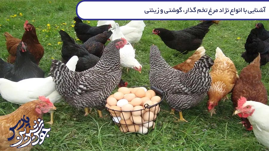 انواع نژاد مرغ