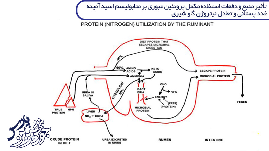 تصویر تأثیر منبع و دفعات استفاده مکمل پروتئین عبوری بر متابولیسم اسید آمینه غدد پستانی و تعادل نیتروژن گاو شیری