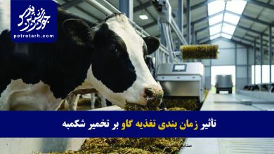 تصویر تأثیر زمان بندی تغذیه گاو بر تخمیر شکمبه و تولید اسیدهای چرب فرار