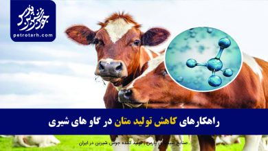 تصویر راهکارهای کاهش تولید متان در گاو های شیری از طریق تنظیم جیره