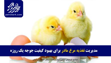تصویر مدیریت تغذیه مرغ های مادر برای بهبود کیفیت جوجه یک روزه