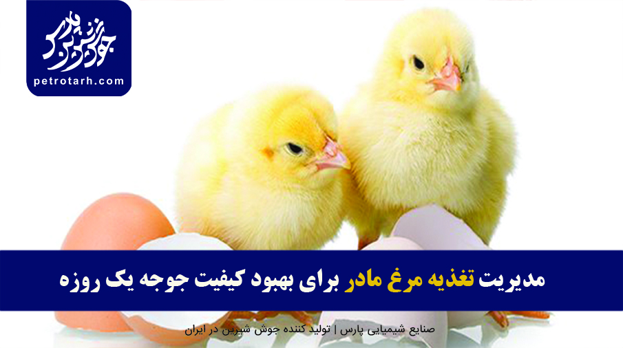 تغذیه-مرغ-مادر