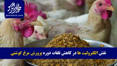 تصویر نقش الکترولیت ها در کاهش تلفات دوره پرورش مرغ گوشتی