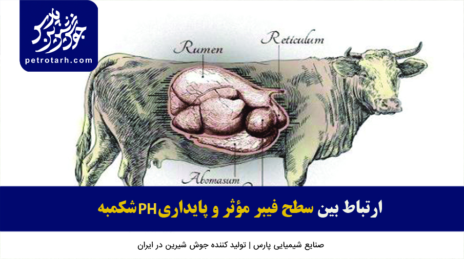 فیبر مؤثر شکمبه