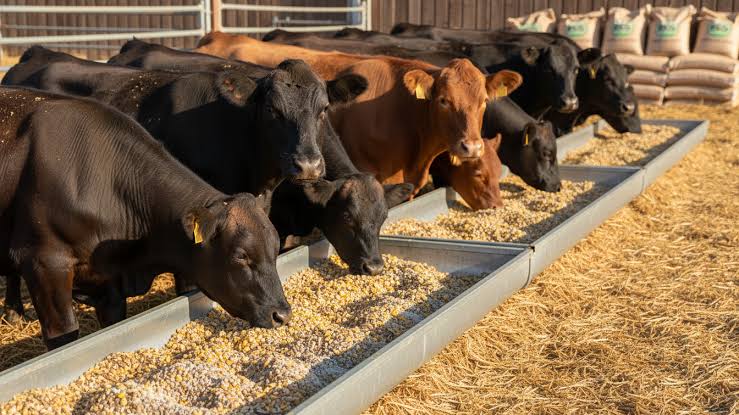 Cattle feeding schedule
