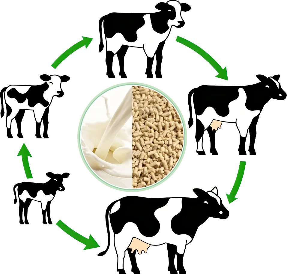 Cattle feeding schedule