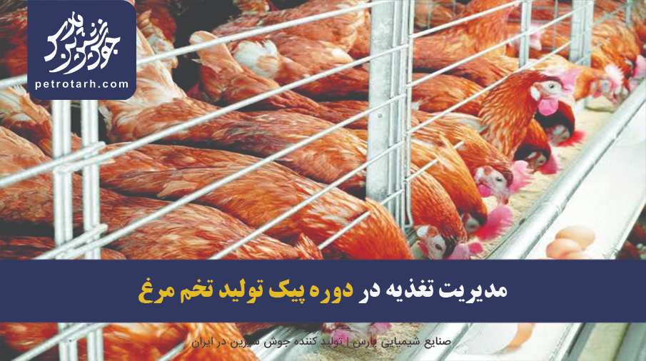 Peak egg production period